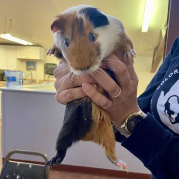 Rescue Guinea Pig Guinea Pigs for Adoption in Glenwood Springs, Colorado - Pea | PetCurious